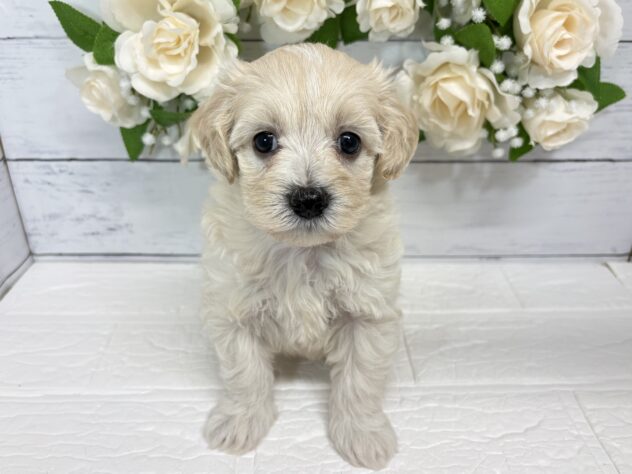 宮城県のハーフ犬・ミックス犬 (アミーゴ仙台富沢店/2026年7月11日生まれ/男の子/アプリコット)の子犬