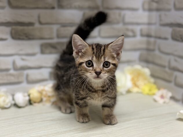 秋田県のマンチカン (アミーゴ横手店/2026年6月12日生まれ/男の子/ブラウンタビー)の子猫