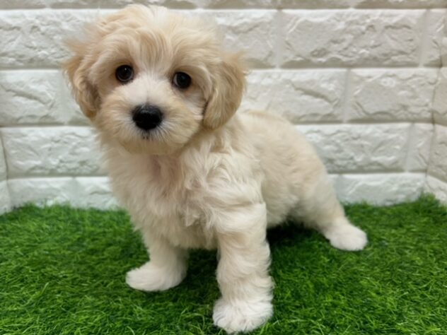 新潟県のハーフ犬・ミックス犬 (アミーゴ紫竹山店/2026年7月11日生まれ/男の子/アプリコット)の子犬の2枚目の画像