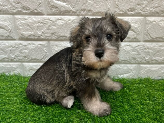 新潟県のハーフ犬・ミックス犬 (アミーゴ紫竹山店/2026年7月24日生まれ/男の子/ソルトペッパー)の子犬の2枚目の画像