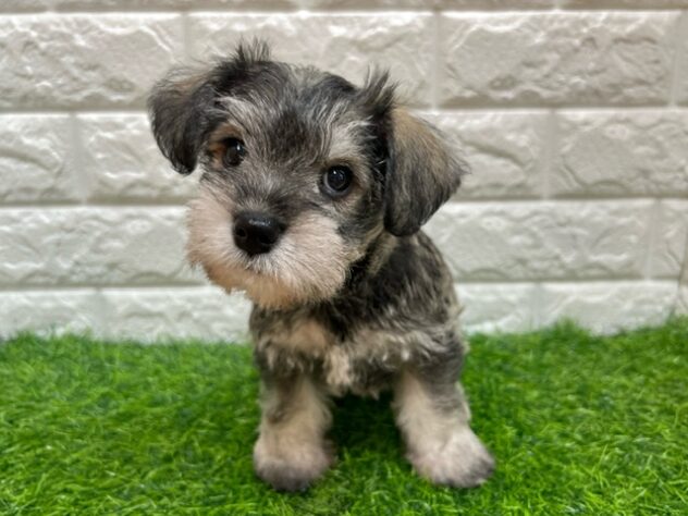 新潟県のハーフ犬・ミックス犬 (アミーゴ紫竹山店/2026年7月24日生まれ/女の子/ソルトペッパー)の子犬の1枚目の画像