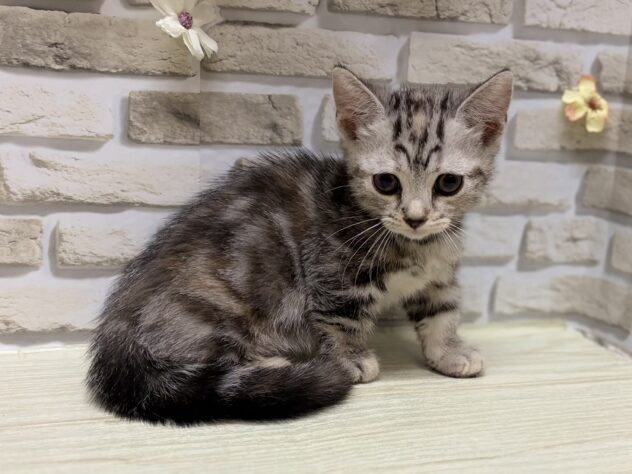 秋田県のマンチカン (アミーゴ横手店/2026年7月4日生まれ/女の子/シルバーパッチドタビー)の子猫