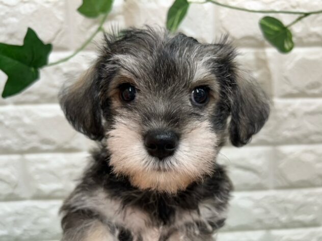 新潟県のハーフ犬・ミックス犬 (アミーゴ紫竹山店/2026年7月24日生まれ/女の子/ソルトペッパー)の子犬の3枚目の画像