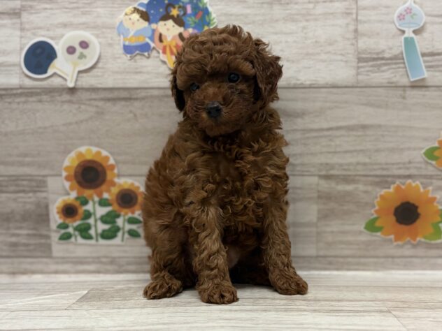 秋田県のトイプードル(トイ) (アミーゴ横手店/2026年5月26日生まれ/女の子/レッド)の子犬