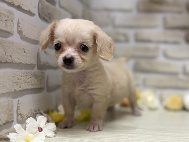 秋田県のハーフ犬・ミックス犬 (アミーゴ横手店/2026年6月8日生まれ/女の子/イエロー)の子犬