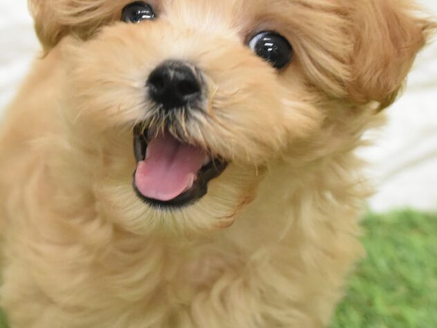 新潟県のハーフ犬・ミックス犬 (アミーゴ新潟小新店/2026年6月29日生まれ/女の子/アプリコット)の子犬の4枚目の画像