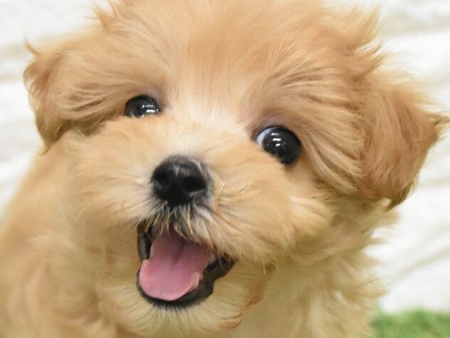 新潟県のハーフ犬・ミックス犬 (アミーゴ新潟小新店/2026年6月29日生まれ/女の子/アプリコット)の子犬の1枚目の画像