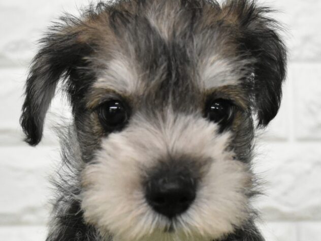 新潟県のハーフ犬・ミックス犬 (アミーゴ新潟小新店/2026年7月23日生まれ/男の子/ソルトペッパー)の子犬の1枚目の画像