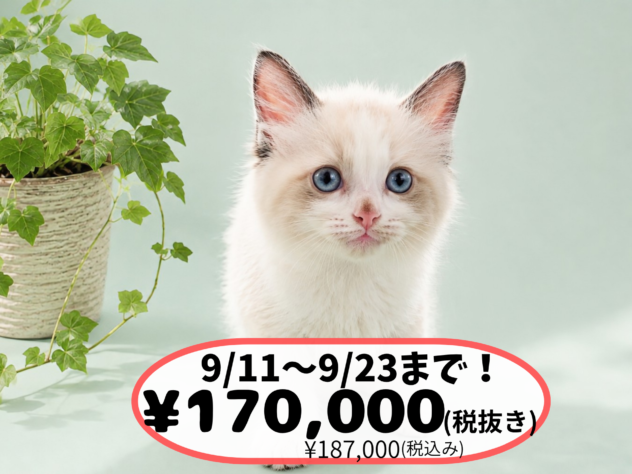 岡山県のラグドール (アミーゴ中庄店/2026年7月3日生まれ/男の子/ブルーポイントバイカラー)の子猫の1枚目の画像