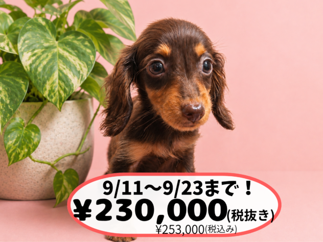 岡山県のミニチュアダックスフンド(ロング) (アミーゴ中庄店/2026年6月11日生まれ/女の子/チョコレートタン)の子犬の1枚目の画像