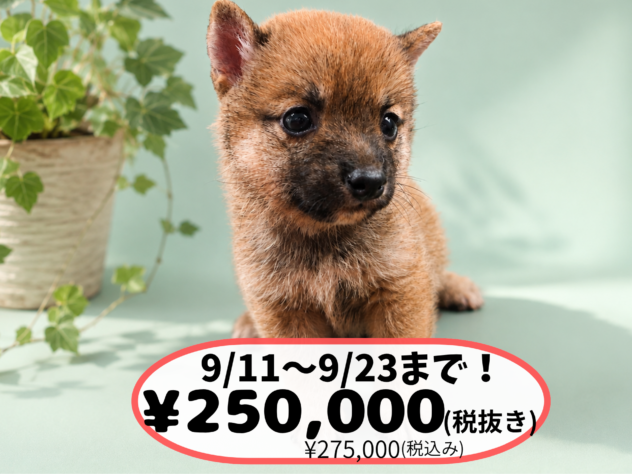 岡山県の豆柴 (アミーゴ中庄店/2026年6月28日生まれ/男の子/レッド)の子犬の1枚目の画像