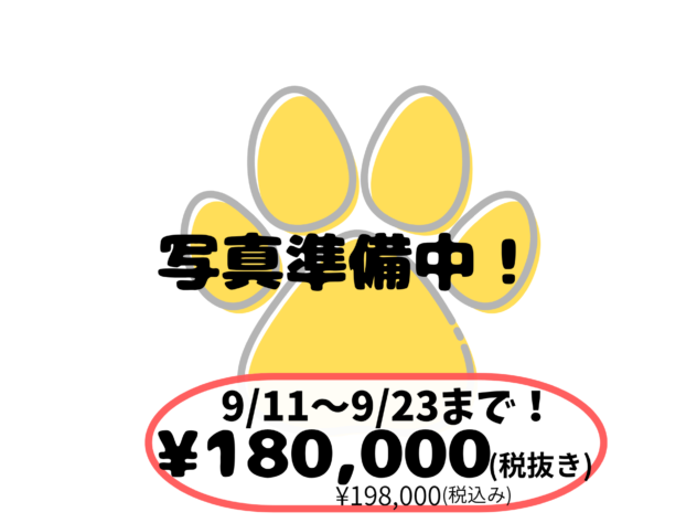 岡山県のノルウェージャンフォレストキャット (アミーゴ中庄店/2026年7月12日生まれ/男の子/レッドタビーホワイト)の子猫