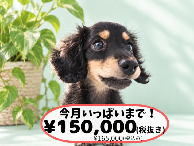 岡山県のミニチュアダックスフンド(ロング) (アミーゴ中庄店/2026年5月20日生まれ/男の子/ブラックタン)の子犬の1枚目の画像