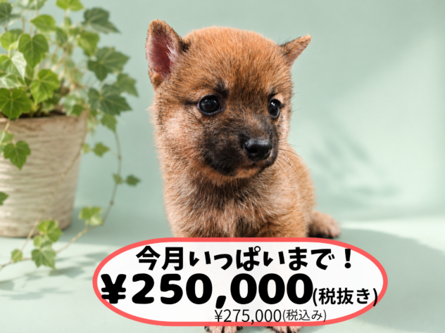 岡山県の豆柴 (アミーゴ中庄店/2026年6月28日生まれ/男の子/レッド)の子犬の1枚目の画像