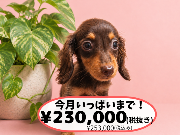 岡山県のミニチュアダックスフンド(ロング) (アミーゴ中庄店/2026年6月11日生まれ/女の子/チョコレートタン)の子犬の1枚目の画像