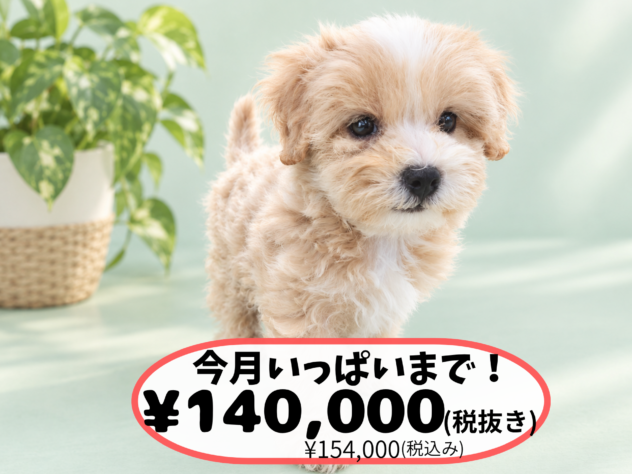岡山県のハーフ犬・ミックス犬 (アミーゴ中庄店/2026年7月25日生まれ/男の子/クリーム)の子犬の1枚目の画像