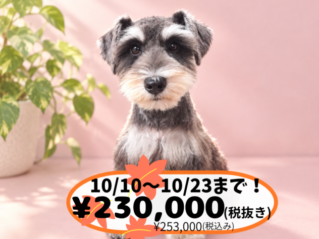 岡山県のミニチュアシュナウザー (アミーゴ中庄店/2026年5月30日生まれ/女の子/ブラックシルバー)の子犬の1枚目の画像