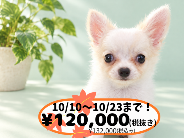岡山県のチワワ(ロング) (アミーゴ中庄店/2026年7月12日生まれ/男の子/クリーム)の子犬の1枚目の画像