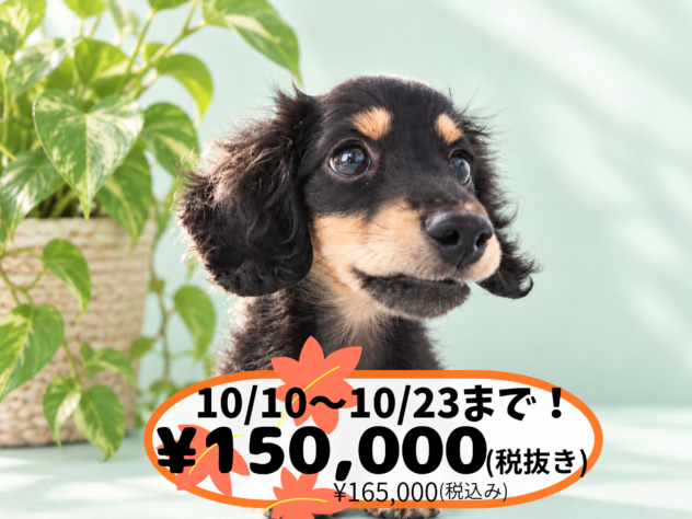 岡山県のミニチュアダックスフンド(ロング) (アミーゴ中庄店/2026年5月20日生まれ/男の子/ブラックタン)の子犬の1枚目の画像