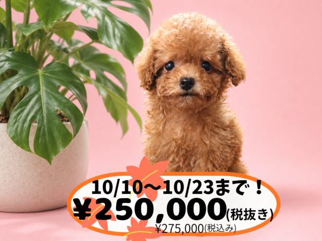岡山県のトイプードル(トイ) (アミーゴ中庄店/2026年6月17日生まれ/女の子/レッドフォーン)の子犬の1枚目の画像