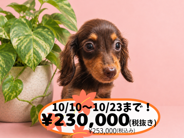 岡山県のミニチュアダックスフンド(ロング) (アミーゴ中庄店/2026年6月11日生まれ/女の子/チョコレートタン)の子犬の1枚目の画像