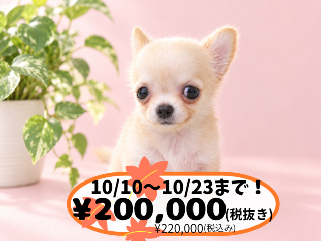 岡山県のチワワ(ロング) (アミーゴ中庄店/2026年7月16日生まれ/女の子/クリーム)の子犬の1枚目の画像