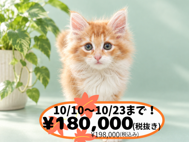 岡山県のノルウェージャンフォレストキャット (アミーゴ中庄店/2026年7月12日生まれ/男の子/レッドタビーホワイト)の子猫の1枚目の画像
