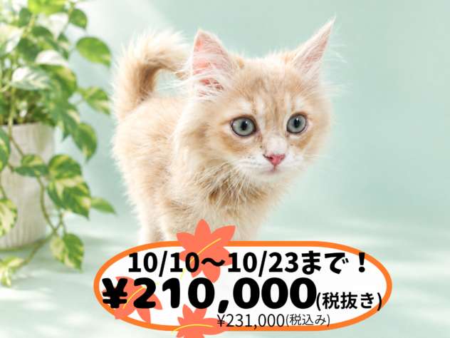 岡山県のサイベリアン (アミーゴ中庄店/2026年7月7日生まれ/男の子/クリームタビー)の子猫の1枚目の画像