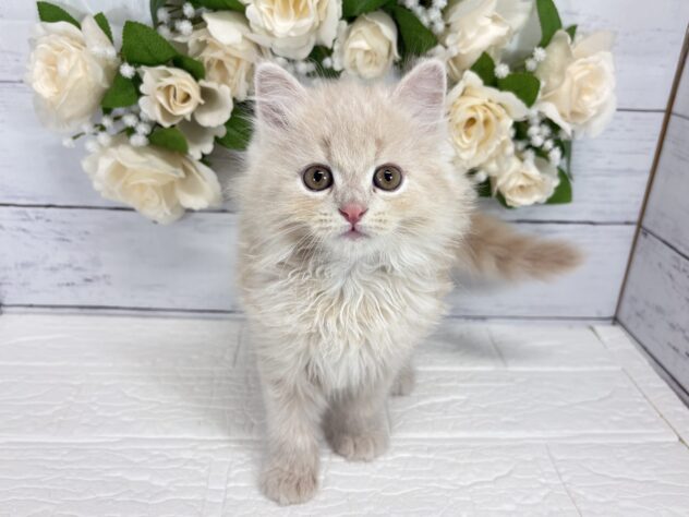 福島県のサイベリアン (アミーゴ郡山南店/2026年6月28日生まれ/男の子/クリームタビー)の子猫