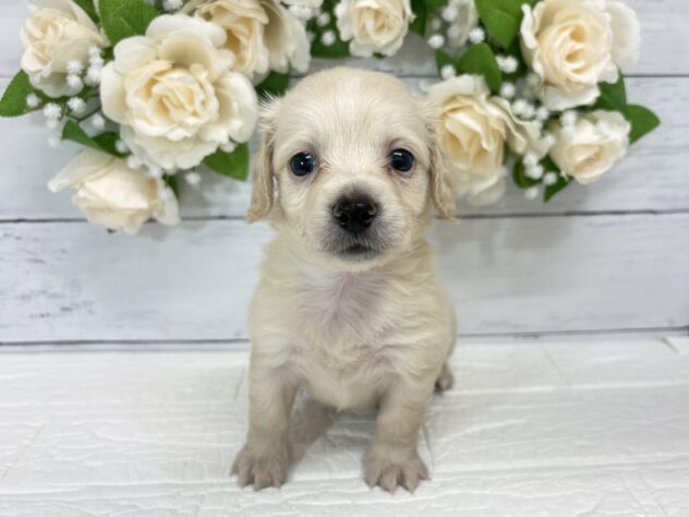 福島県のハーフ犬・ミックス犬 (アミーゴ郡山南店/2026年7月7日生まれ/男の子/イエロー)の子犬
