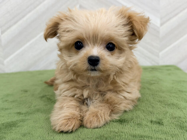 福島県のハーフ犬・ミックス犬 (アミーゴ郡山南店/2026年6月25日生まれ/女の子/アプリコット)の子犬