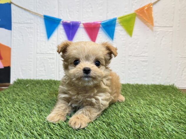 福島県のハーフ犬・ミックス犬 (アミーゴ郡山南店/2026年6月25日生まれ/女の子/アプリコット)の子犬