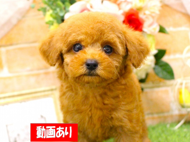 兵庫県のトイプードル(トイ) (ペット・プラザ アミーゴ三田店/2026年7月20日生まれ/女の子/レッドフォーン)の子犬の1枚目の画像