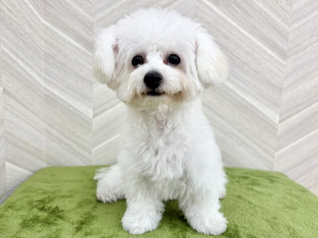 福島県のビションフリーゼ (アミーゴ郡山南店/2026年4月12日生まれ/女の子/ホワイト)の子犬