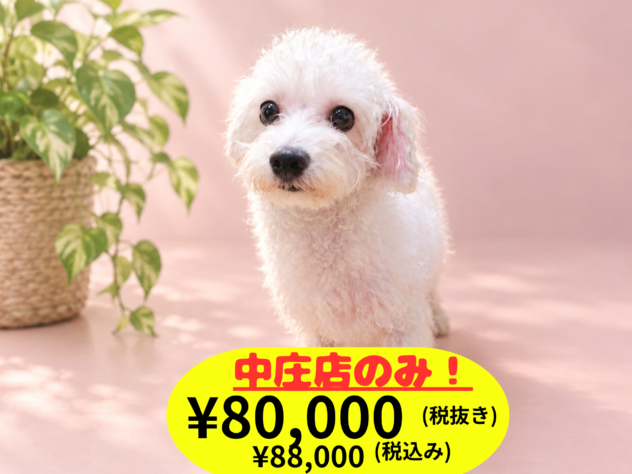 岡山県のハーフ犬・ミックス犬 (アミーゴ中庄店/2025年12月3日生まれ/女の子/ホワイト)の子犬の1枚目の画像