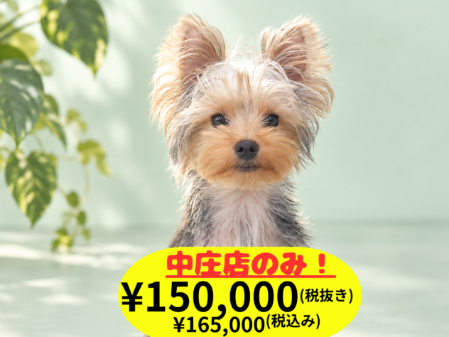 岡山県のヨークシャーテリア (アミーゴ中庄店/2025年12月6日生まれ/男の子/スチールブルータン)の子犬の1枚目の画像