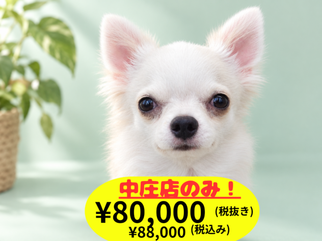 岡山県のチワワ(ロング) (アミーゴ中庄店/2025年11月12日生まれ/男の子/クリーム)の子犬の1枚目の画像