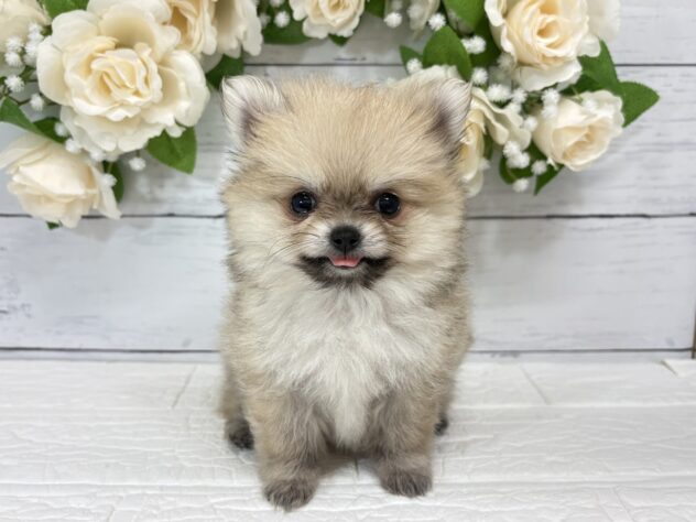福島県のハーフ犬・ミックス犬 (アミーゴ郡山南店/2026年7月1日生まれ/女の子/オレンジ)の子犬