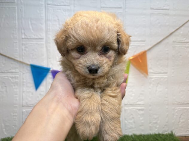 福島県のハーフ犬・ミックス犬 (アミーゴ郡山南店/2026年7月7日生まれ/女の子/アプリコット)の子犬