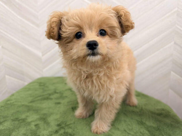 福島県のハーフ犬・ミックス犬 (アミーゴ郡山南店/2026年7月7日生まれ/女の子/アプリコット)の子犬