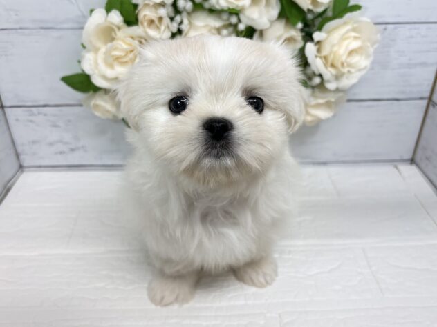 福島県のハーフ犬・ミックス犬 (アミーゴ郡山南店/2026年5月11日生まれ/女の子/ホワイト)の子犬