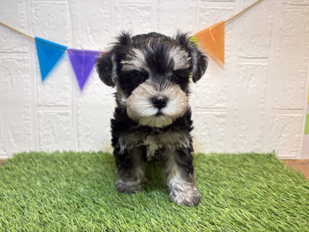 福島県のハーフ犬・ミックス犬 (アミーゴ郡山南店/2026年7月23日生まれ/男の子/ブラックシルバー)の子犬