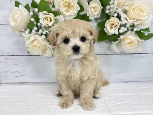 福島県のハーフ犬・ミックス犬 (アミーゴ郡山南店/2026年7月19日生まれ/女の子/アプリコット)の子犬