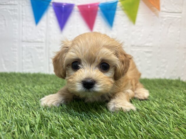 福島県のハーフ犬・ミックス犬 (アミーゴ郡山南店/2026年6月28日生まれ/女の子/アプリコット)の子犬