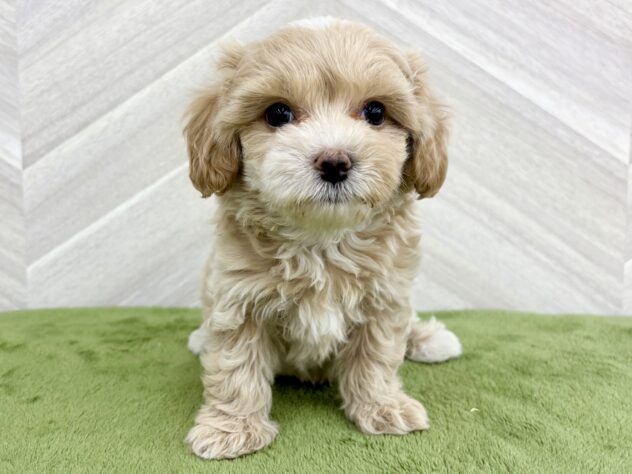 福島県のハーフ犬・ミックス犬 (アミーゴ郡山南店/2026年7月27日生まれ/男の子/アプリコット)の子犬