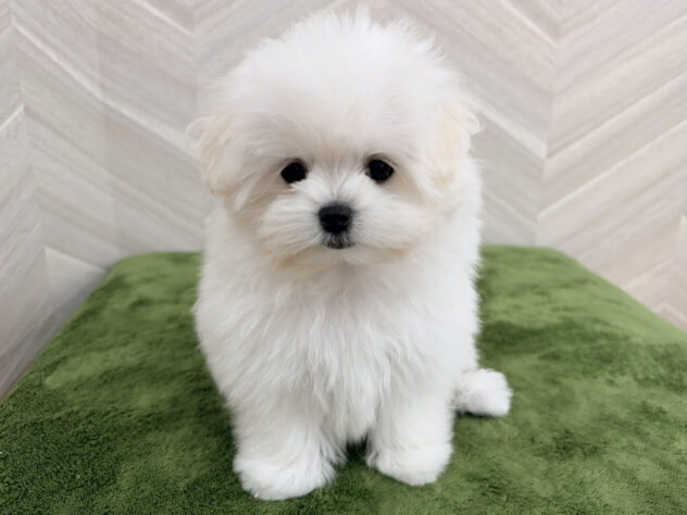 福島県のハーフ犬・ミックス犬 (アミーゴ郡山南店/2026年7月7日生まれ/女の子/ホワイト)の子犬の2枚目の画像