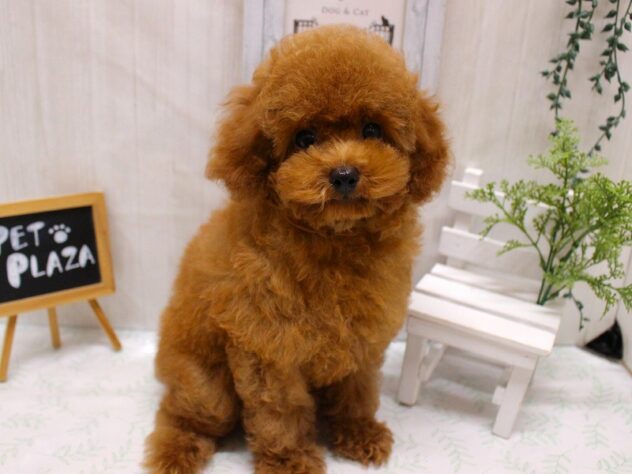 兵庫県のトイプードル(トイ) (ペット・プラザ アミーゴ加古川店/2026年6月11日生まれ/男の子/レッドフォーン)の子犬の1枚目の画像