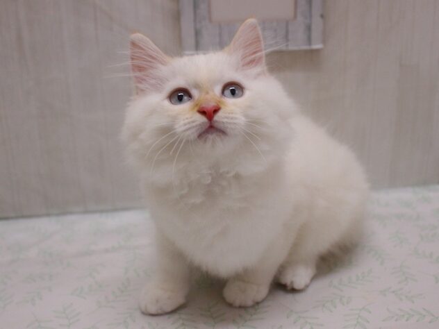 兵庫県のラガマフィン (ペット・プラザ アミーゴ加古川店/2026年6月24日生まれ/男の子/クリームタビーホワイトバン)の子猫の2枚目の画像