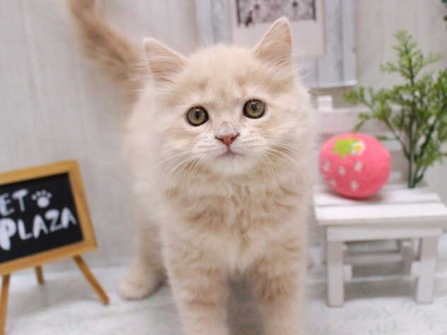 兵庫県のスコティッシュストレート (ペット・プラザ アミーゴ加古川店/2026年7月2日生まれ/女の子/クリームタビー)の子猫の1枚目の画像