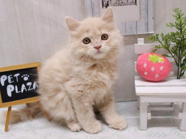 兵庫県のスコティッシュストレート (ペット・プラザ アミーゴ加古川店/2026年7月2日生まれ/女の子/クリームタビー)の子猫の2枚目の画像
